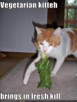 Cat with lettuce leaf